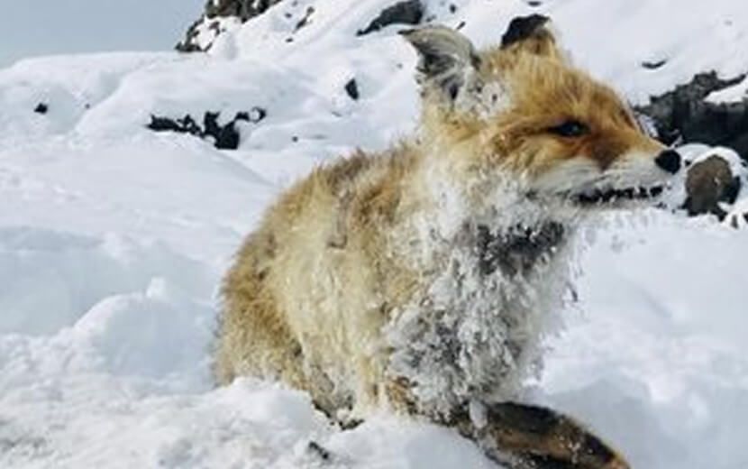 Doğu Anadolu’da Sibirya Soğukları
