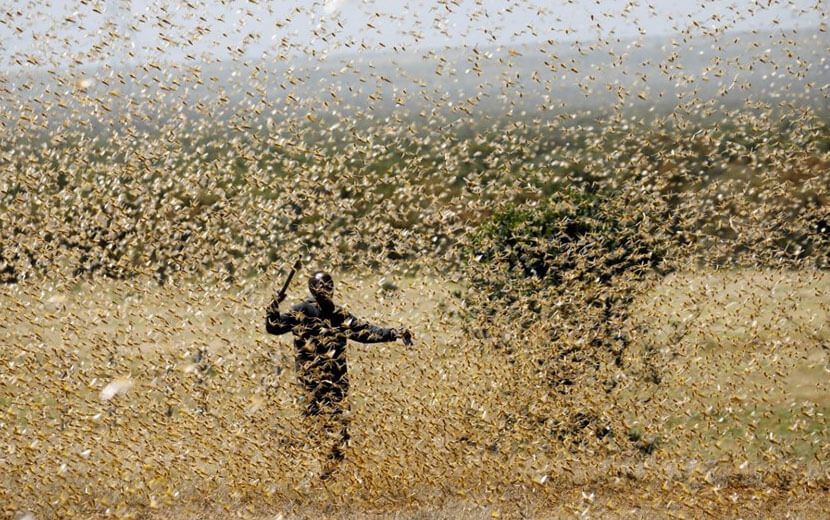Afrika İçin Çekirge İstilası Alarmı!