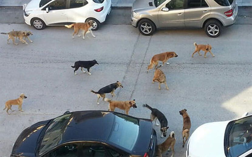 “Hayvan Sevgisi Maskesiyle İnsanlara Zulmediyorlar”