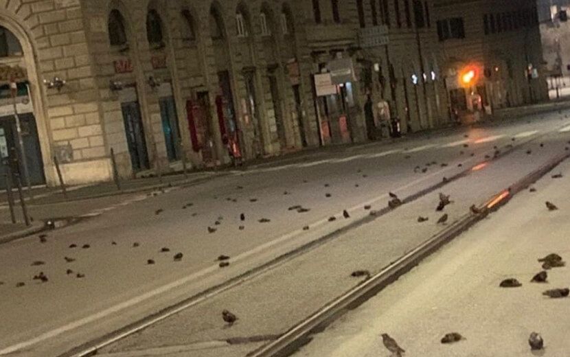 İtalya’da Yılbaşı Katliamı: 400 Hayvan Öldü