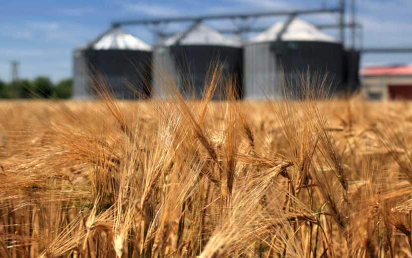 Kapitalizmin Ürettiği Gıda Krizi İle Buğday Fiyatları Rekor Kırıyor