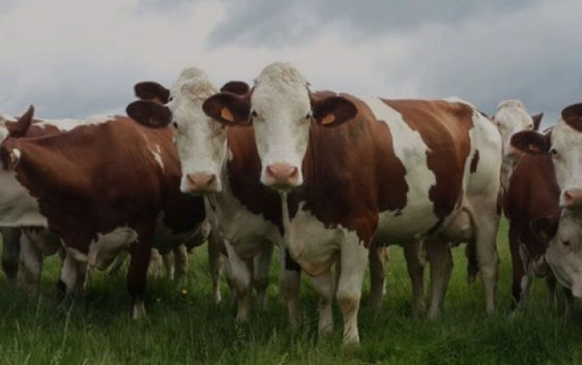 İklim Krizi Oyunu: Yeni Zelanda Çiftçilerden Hayvan Gazı Vergisi Alacak
